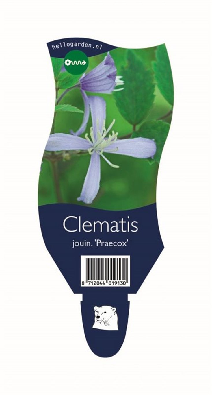 Clematis 'Praecox' - P11